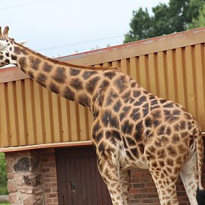 Baringo Giraffe