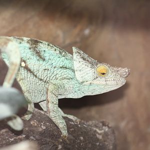 Parson's Chameleon
