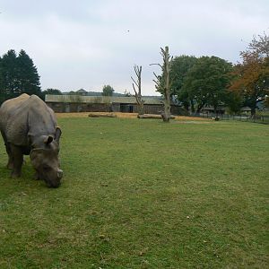 Indian Rhinoceros and its Enclosure - 15 October 2016