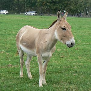 Persian Onager - 15 October 2016