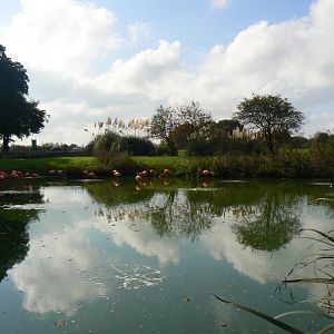 Caribbean Flamingo Enclosure - 15 October 2016