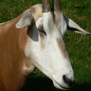 Scimitar-horned Oryx - 15 October 2016