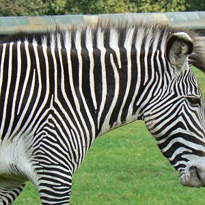 Grevy's Zebra - 15 October 2016