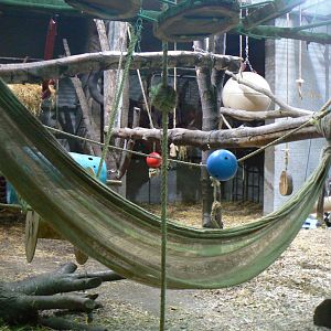 Part of the Chimpanzee Indoor Enclosure - 15 October 2016
