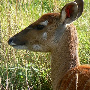 Western Sitatunga - 15 October 2016