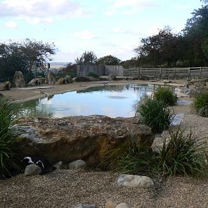 African Penguin Enclosure - 15 October 2016