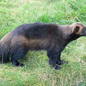 Wolverine - 15 October 2016