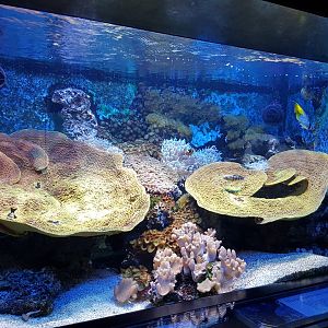 Coralaquarium with Threadfin Butterflyfish and some others