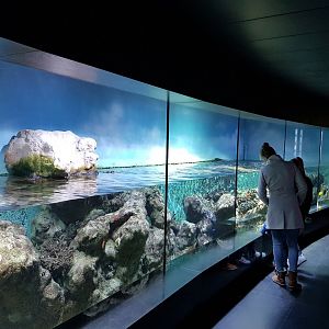 Large Coralaquarium with a mixture of Fish-species