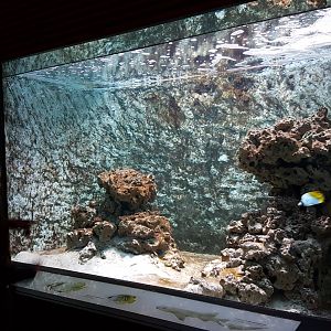 Shark-butterflyfish Aquarium