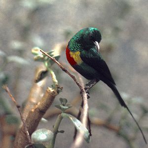 Beautiful sunbird at Winged World 1973