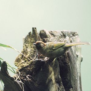 Red-headed laughing thrush at Winged World 1973
