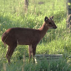 Four horned antelope 1981