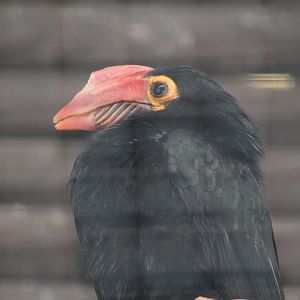 Mindanao Wrinkled Hornbill
