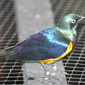 Golden-Breasted Starling
