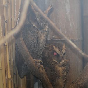 Philippine Scops Owl