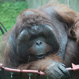 Bornean Orangutan