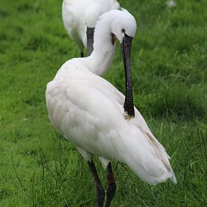 Eurasian Spoonbill