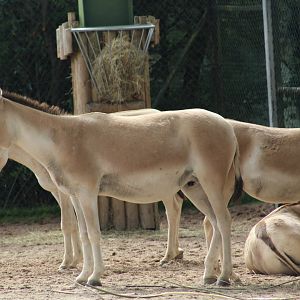 Persian Onager