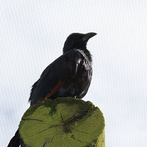Red-Winged Starling