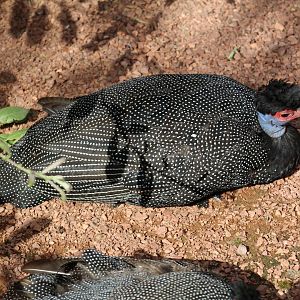 Kenyan Crested Guineafowl
