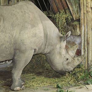 Eastern Black Rhinoceros