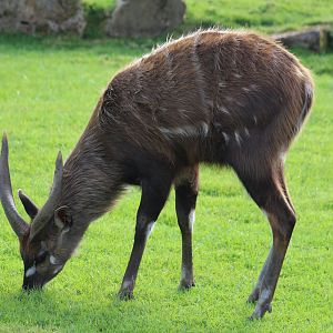 Western Sitatunga