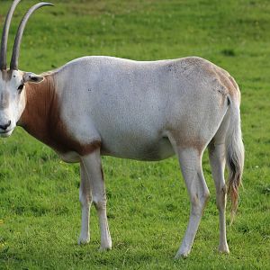 Scimitar-Horned Oryx