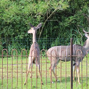 Southern Lesser Kudu