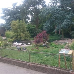 Flamingo Waterfowl Enclosure