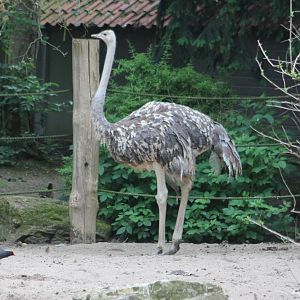 Ostrich Female