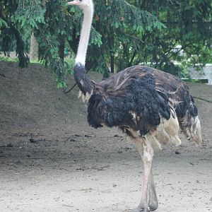 Ostrich Male