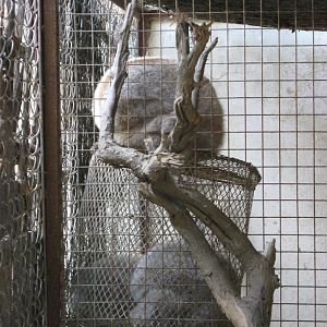 slow lorises (Nycticebus bengalensis)