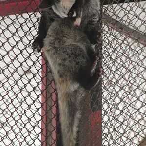 Common Palm Civet (Paradoxurus hermaphroditus)