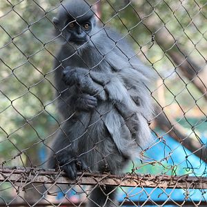 Shortridge's Langur (Trachypithecus shortridgei)