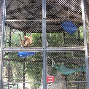 gibbon cage