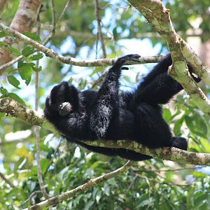 Siamang (Symphalangus syndactylus)