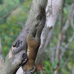 Bornean Black-banded Squirrel (Callosciurus orestes)