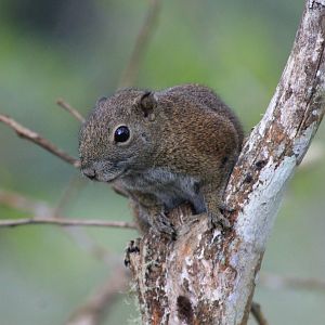Bornean Black-banded Squirrel (Callosciurus orestes)