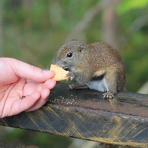 Bornean Black-banded Squirrel (Callosciurus orestes)