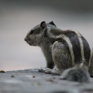 Five-striped Palm Squirrel (Funambulus pennantii)