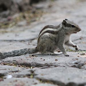 Five-striped Palm Squirrel (Funambulus pennantii)