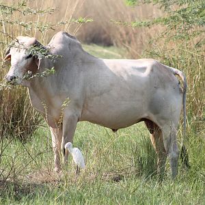 Cattle. Egret.