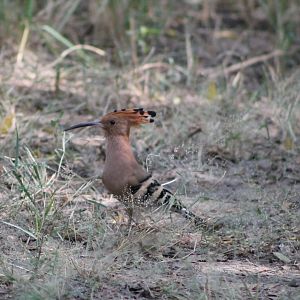 Hoopoe (Upupa epops)