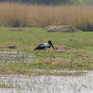 Black-necked Stork (Ephippiorhynchus asiaticus)