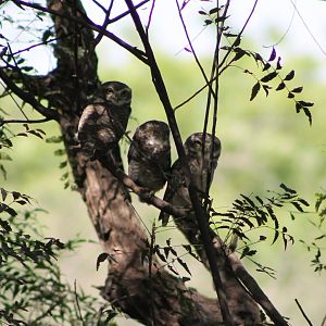 Spotted Owlets (Athene brama)