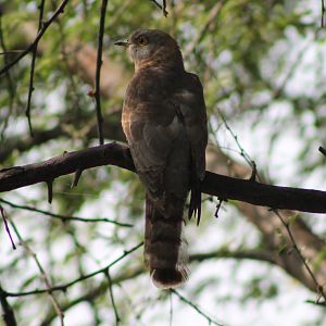 Common Hawk-cuckoo (Hierococcyx varius)