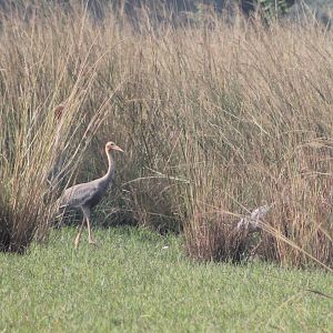 Sarus Cranes (Grus antigone)