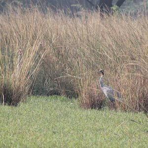 Sarus Cranes (Grus antigone)