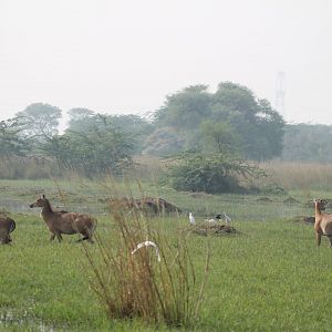 female Nilgai (Boselaphus tragocamelus)